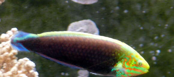 Image of Rainbow wrasse