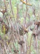 Image of Karoo Prinia