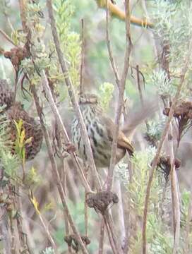 Image of Karoo Prinia