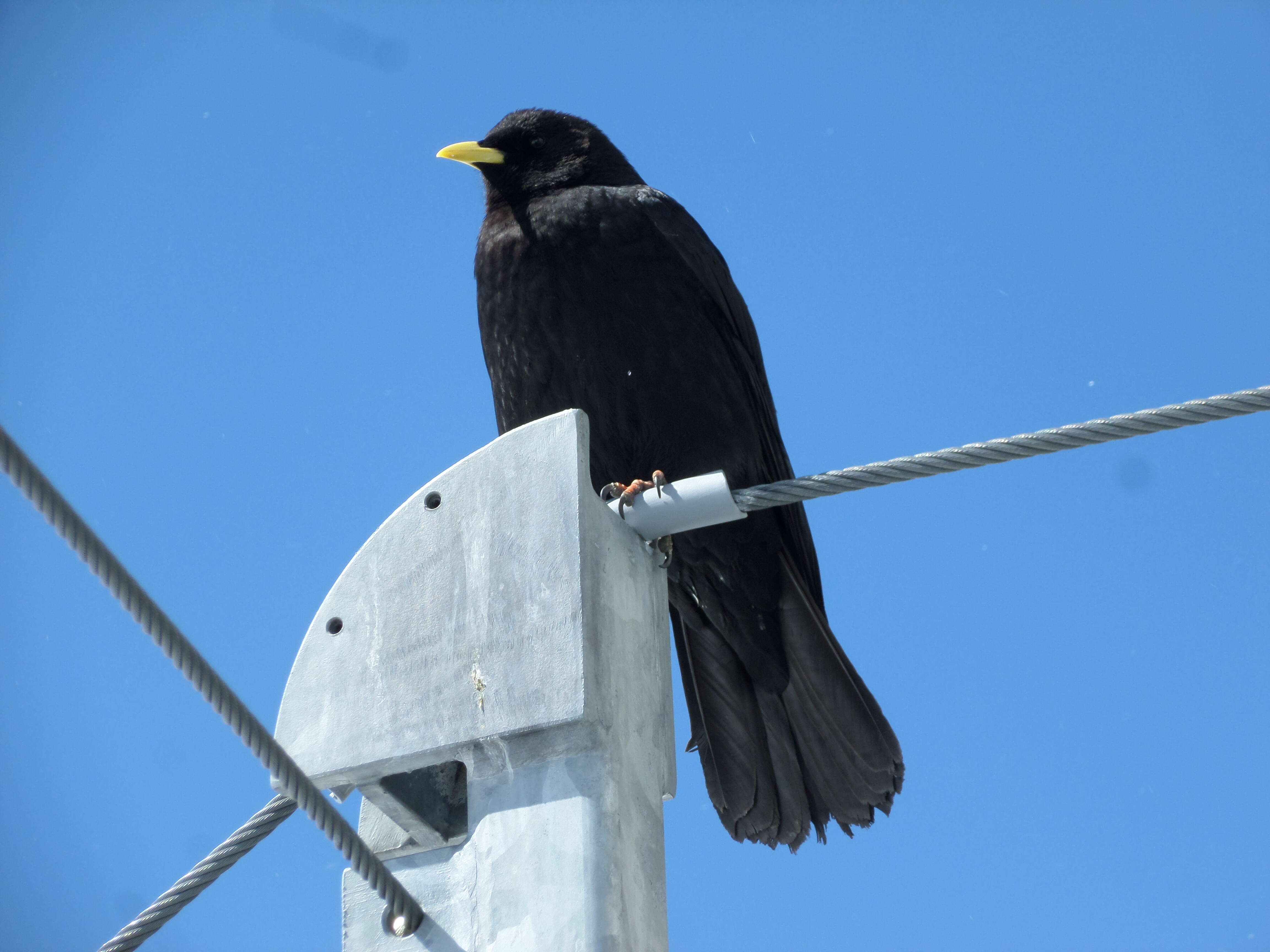 Image of Alpine Chough