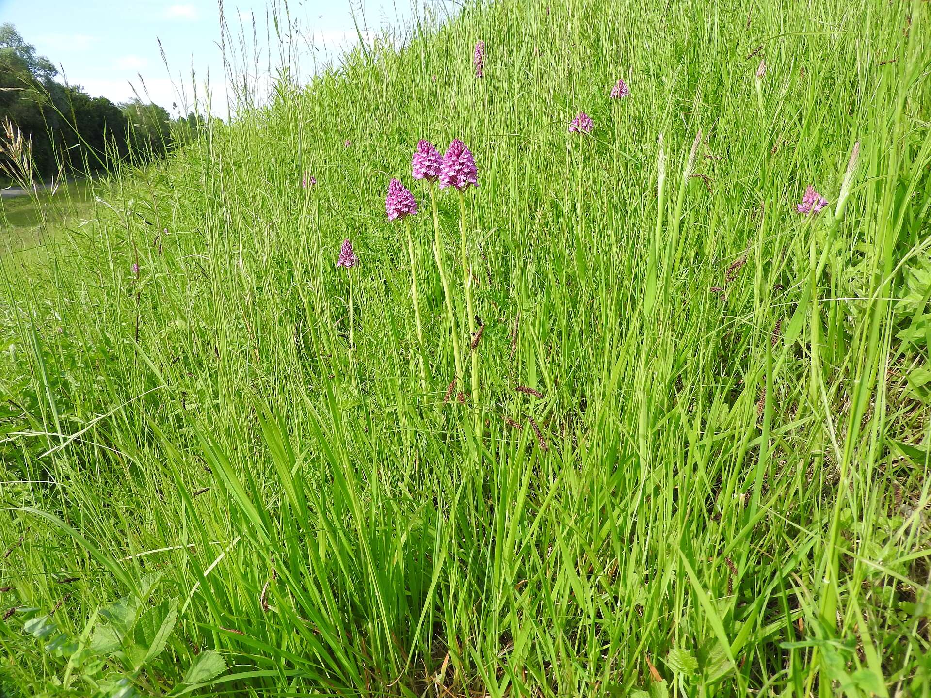 صورة Anacamptis pyramidalis (L.) Rich.