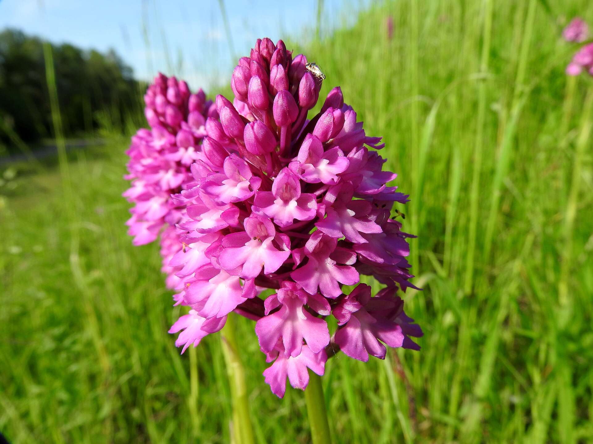 Image of Pyramidal orchid