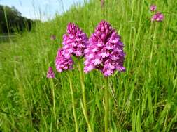 صورة Anacamptis pyramidalis (L.) Rich.