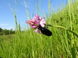 صورة Anacamptis pyramidalis (L.) Rich.