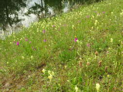 صورة Anacamptis pyramidalis (L.) Rich.