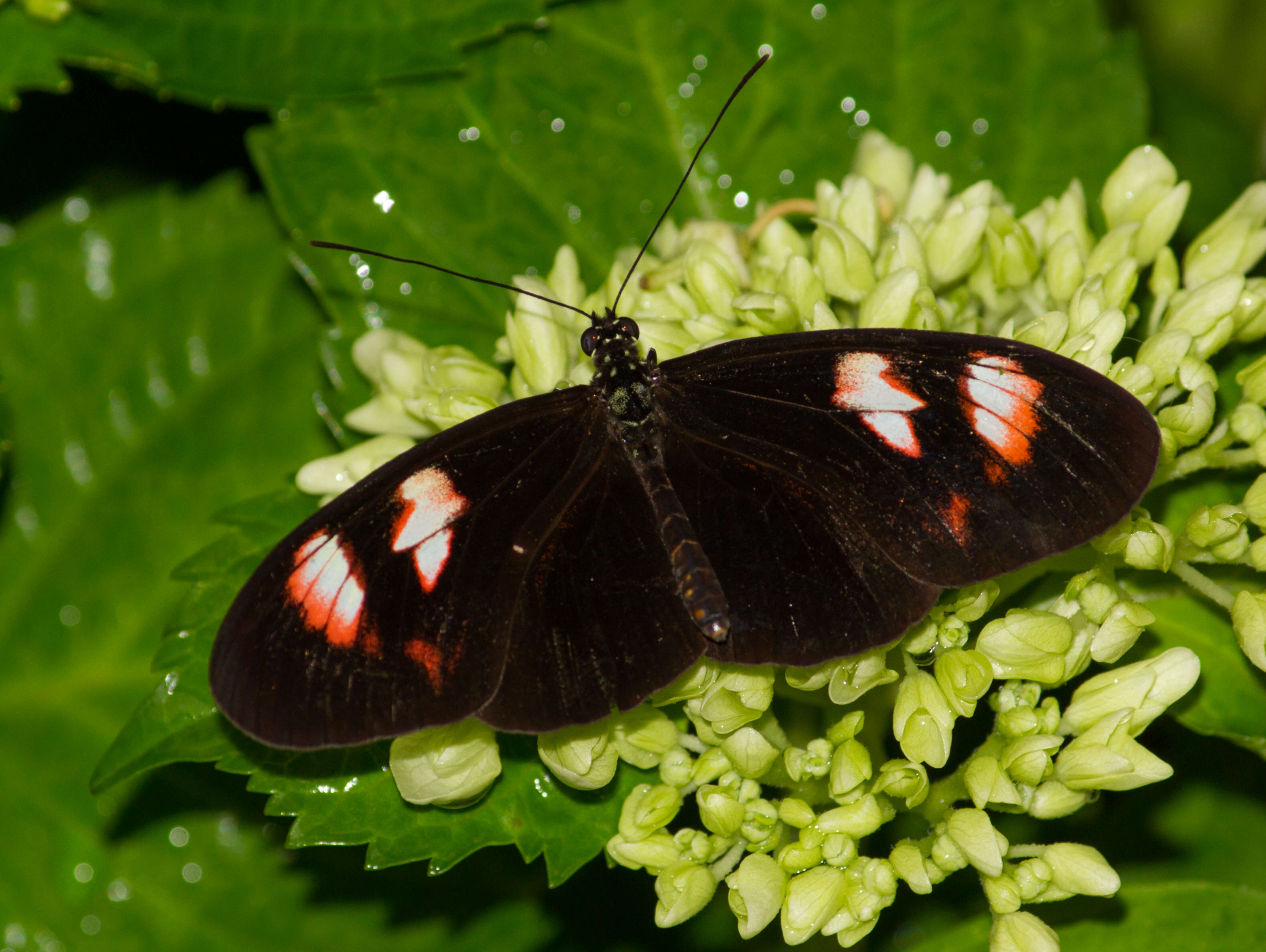 Image of Heliconius melpomene Linnaeus 1758