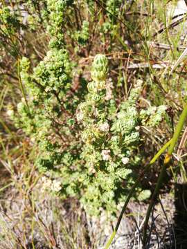 Image of Cliffortia polygonifolia L.