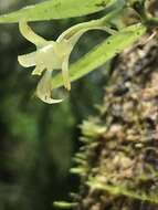 Image de Lemurella pallidiflora Bosser