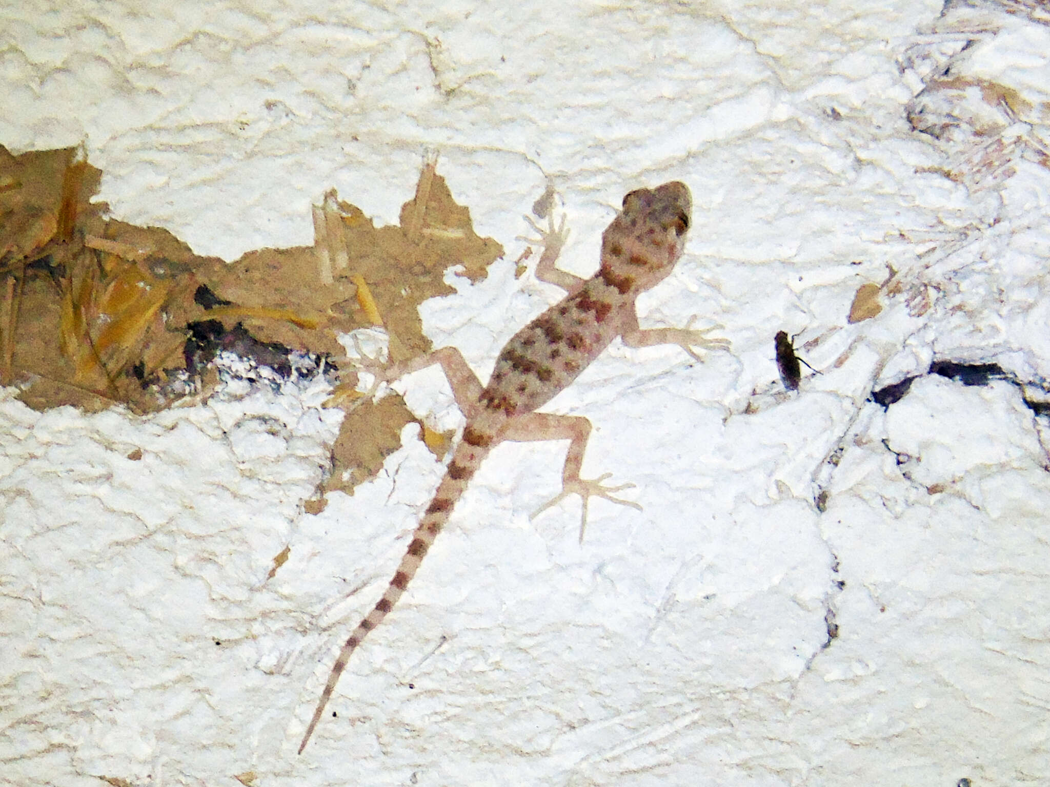 Image of Tenuidactylus fedtschenkoi (Strauch 1887)