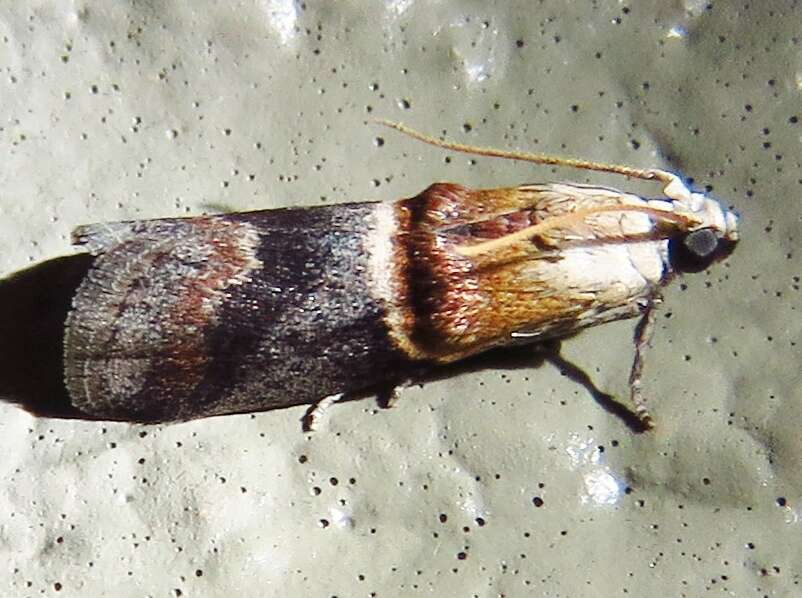 Image of Walnut Shoot Moth