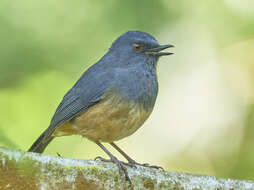 Image of Nilgiri Blue Robin