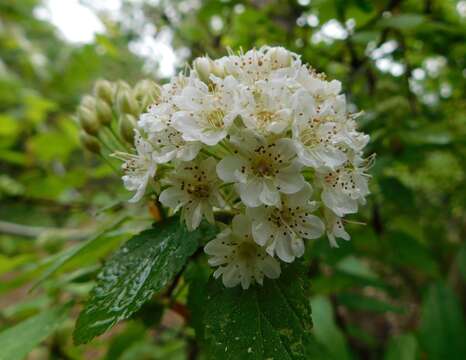 Plancia ëd Physocarpus monogynus (Torr.) Kuntze