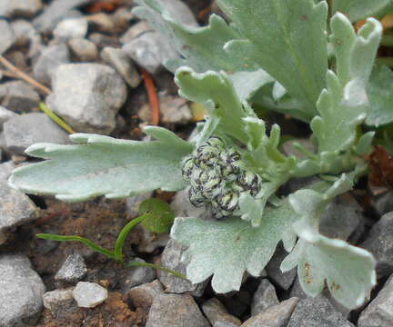 Achillea clavennae L. resmi