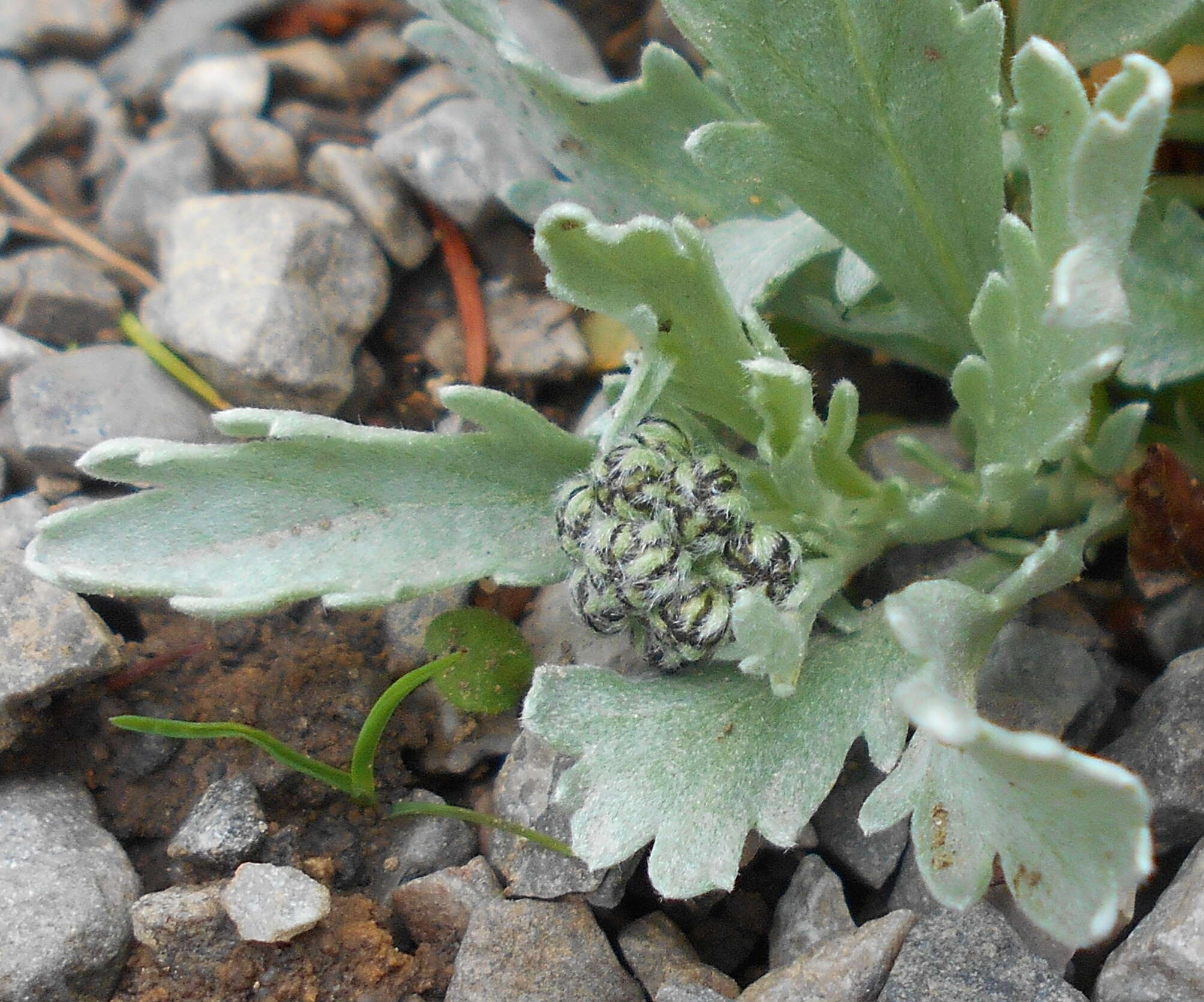 Achillea clavennae L. resmi