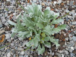 Achillea clavennae L. resmi