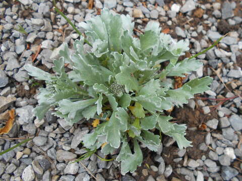 Image of Achillea clavennae L.