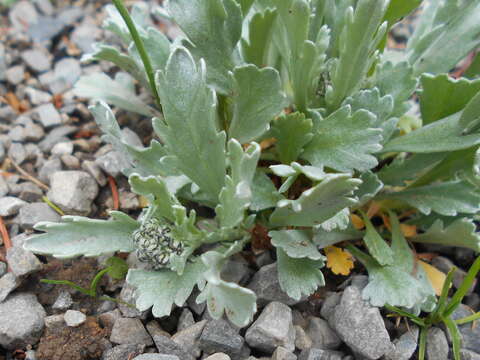 Achillea clavennae L. resmi