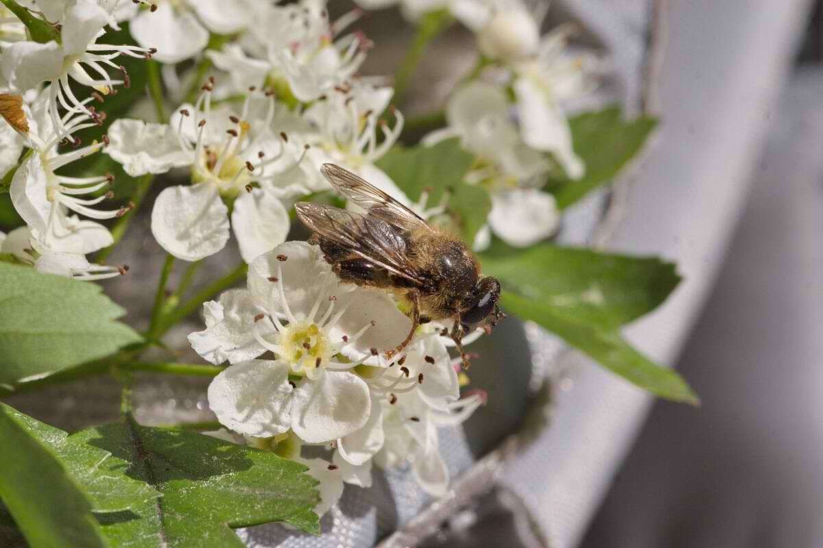 Image of Criorhina pachymera (Egger 1858)