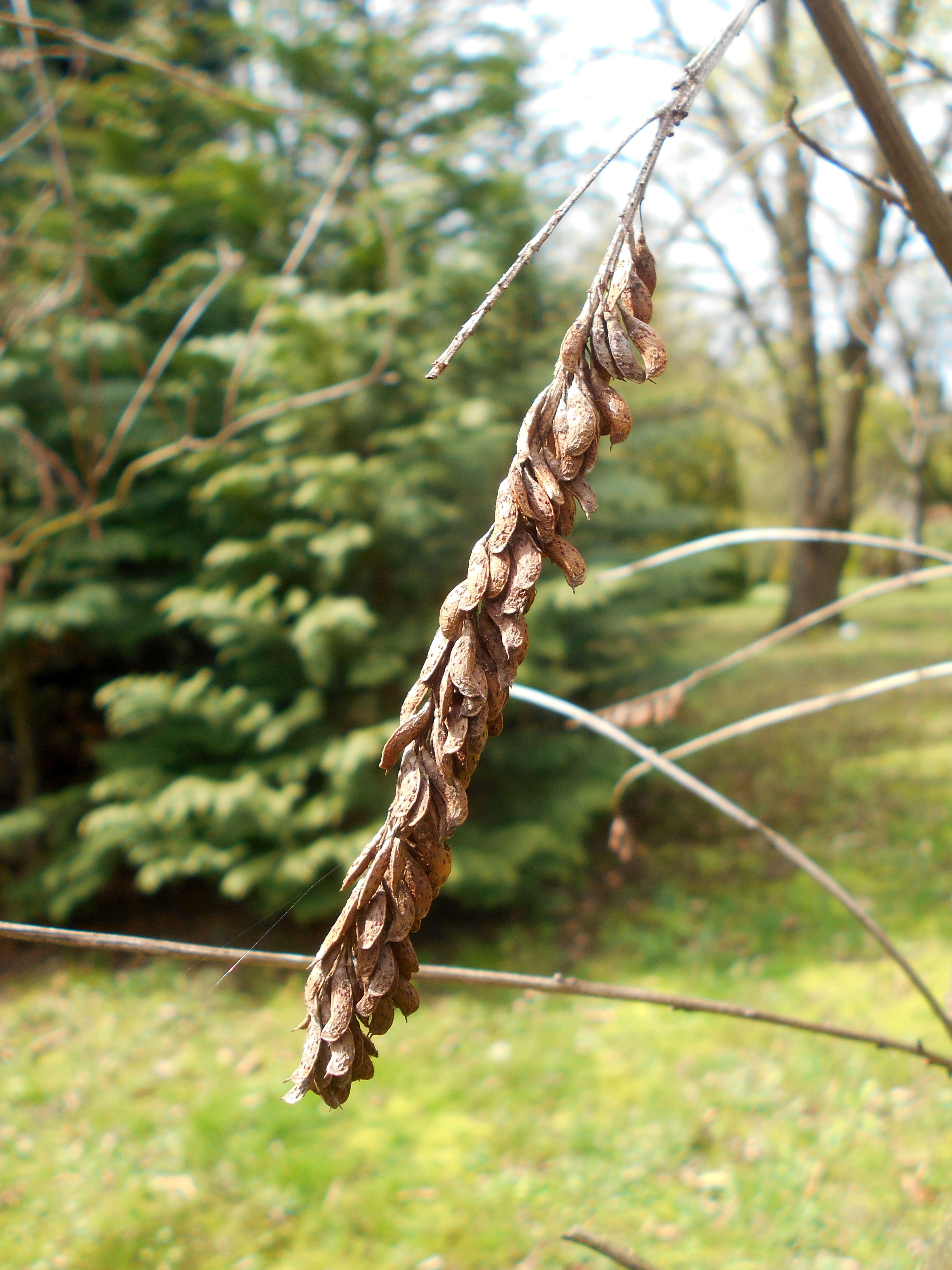 Image of California Indigobush