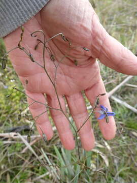 Image of Blueberry Flax Lily