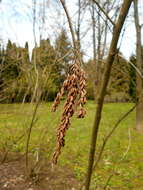 Image of California Indigobush