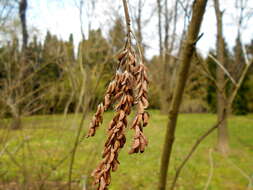 Image of California Indigobush