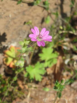 Imagem de Geranium molle L.