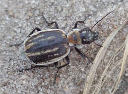 Image of Graphipterus dolosus Basilewsky 1977