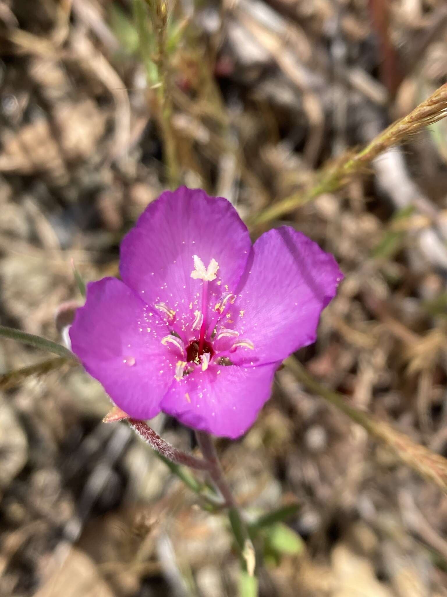 Imagem de Clarkia gracilis subsp. gracilis