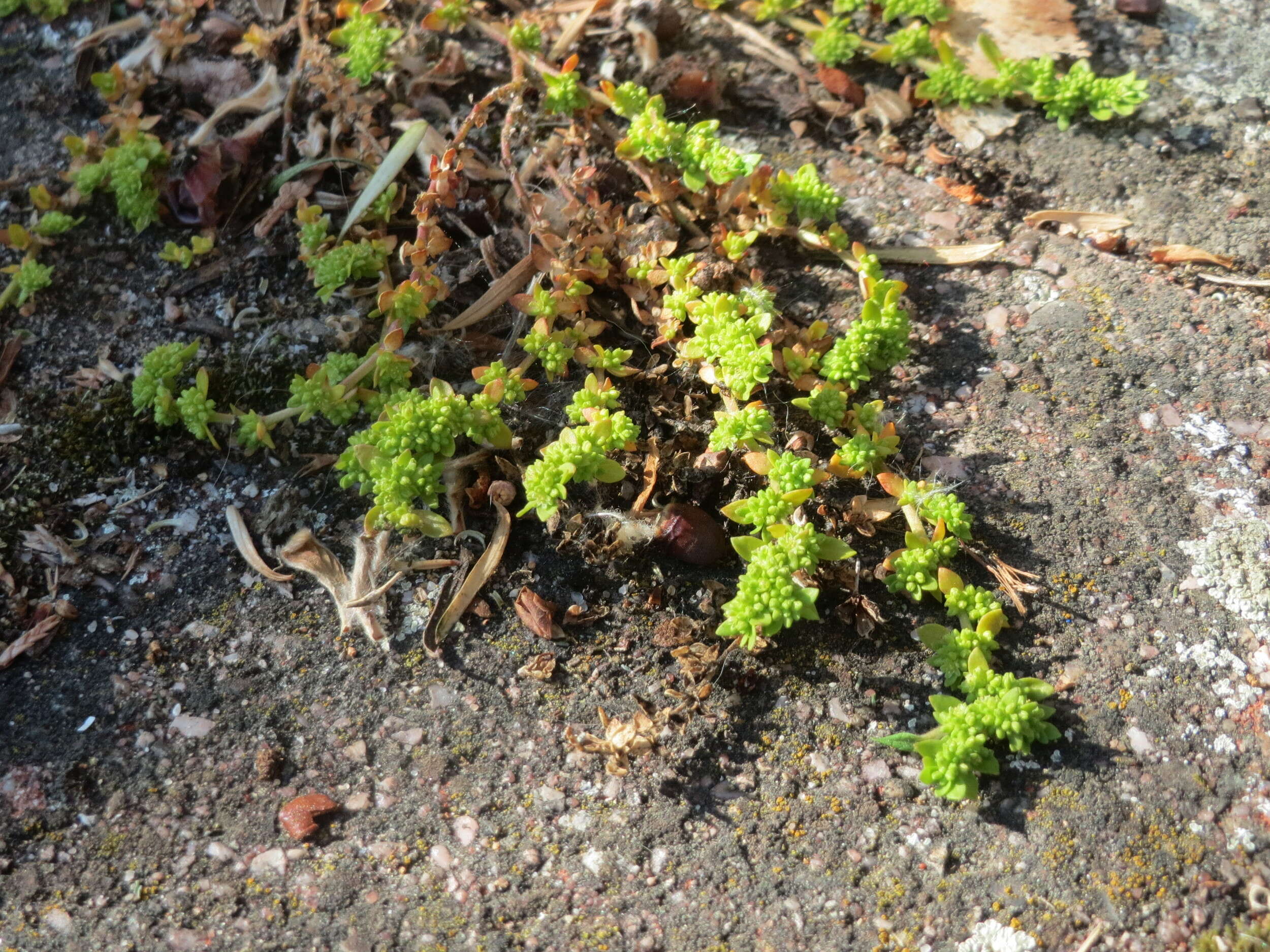 Image of smooth rupturewort