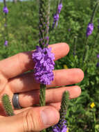 Image de Verbena stricta Vent.