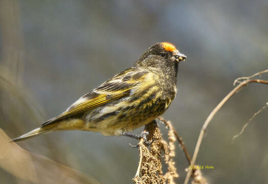 Image of Fire-fronted Serin