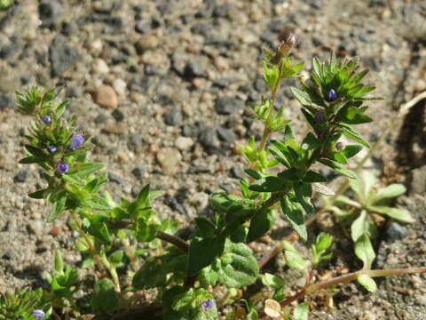 Image of common speedwell