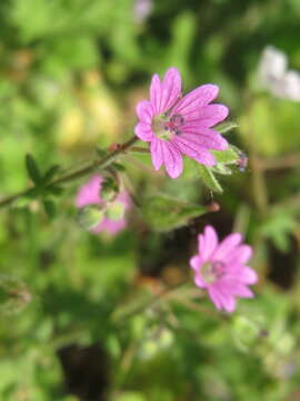 Imagem de Geranium molle L.