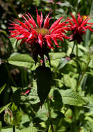 Image of scarlet beebalm