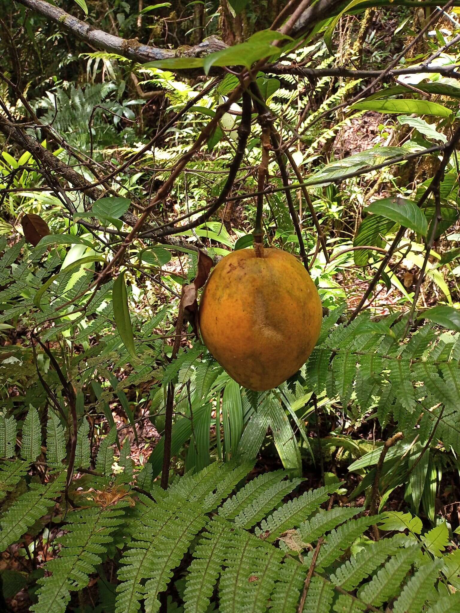 Passiflora ambigua Hemsl. ex Hook. fil. resmi