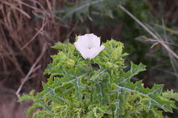 Image of red pricklypoppy