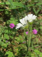 Image of field chickweed