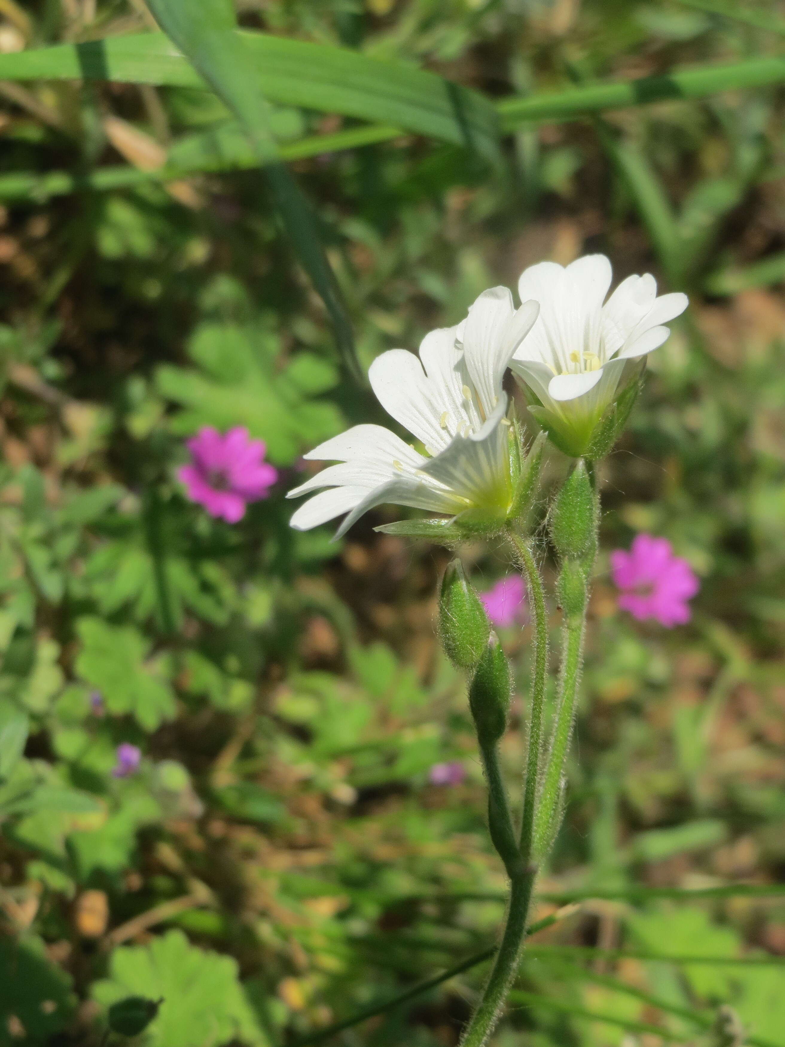 Image of field chickweed