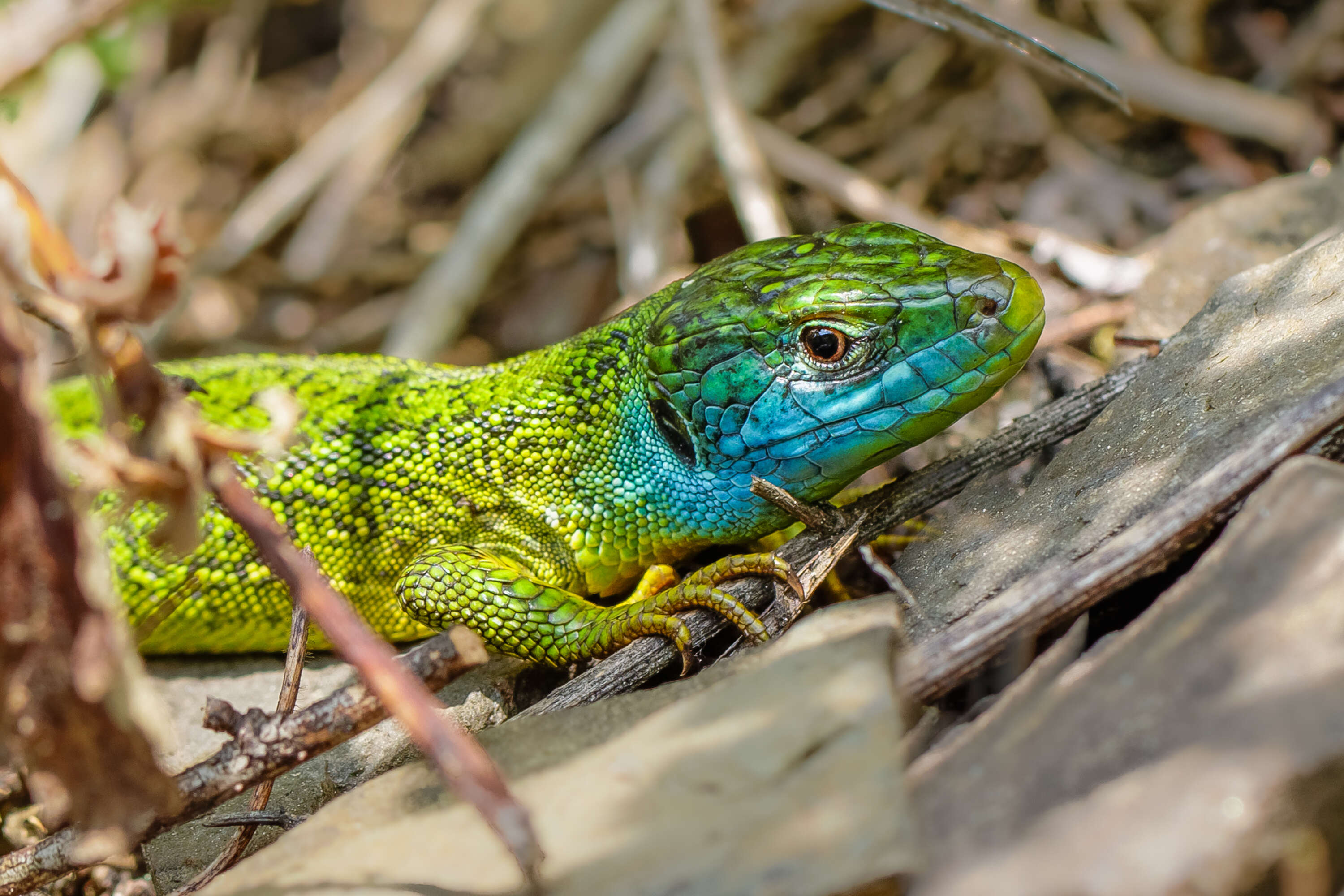 Image of Western Green Lizard