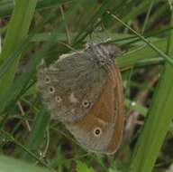 Image of Common Ringlet