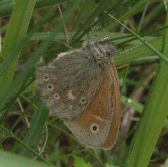 Image of Common Ringlet