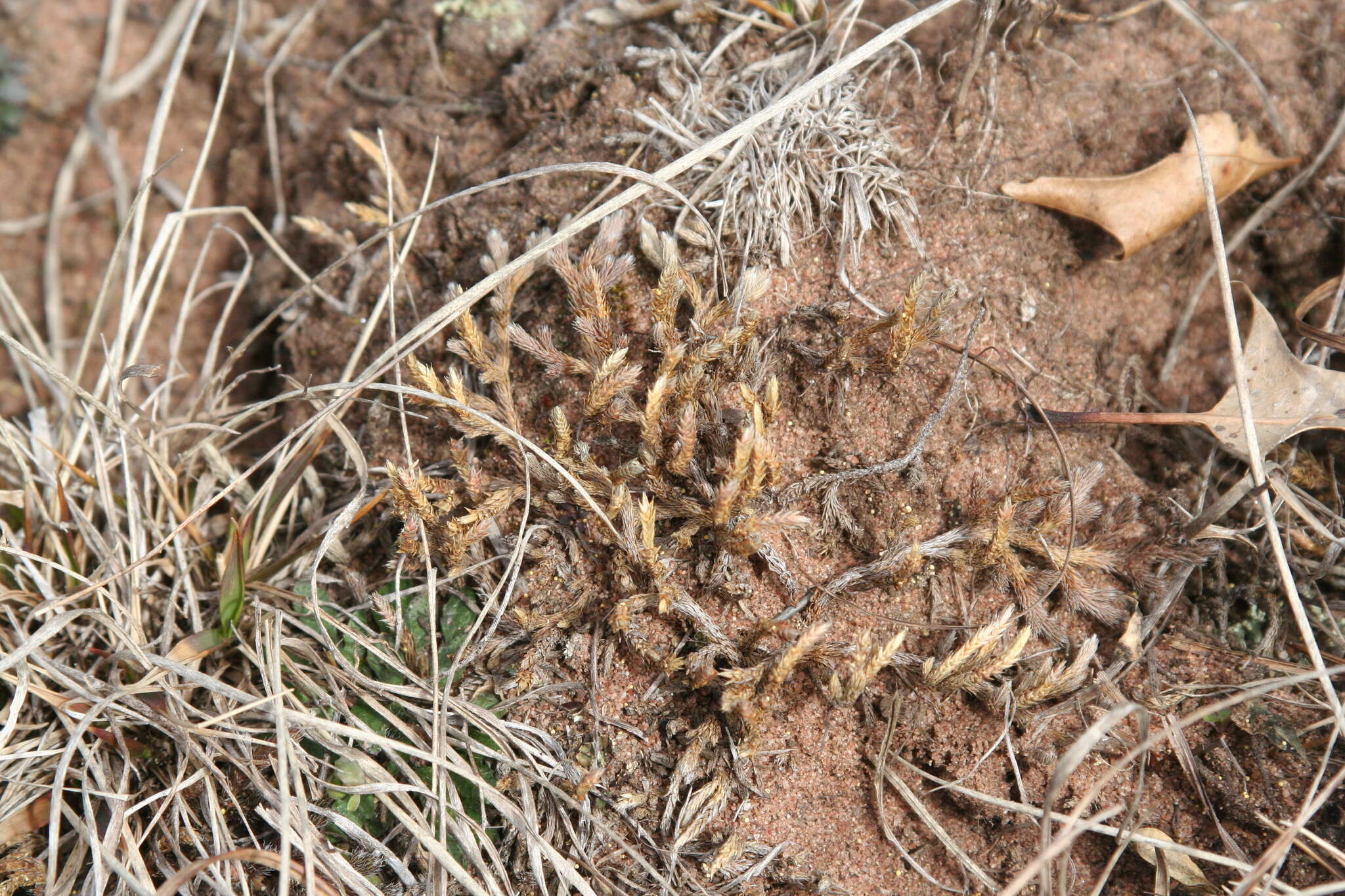 Image of northern selaginella