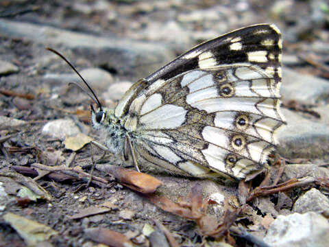 Image of marbled white