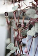 Image of Ceropegia collaricorona Werderm.