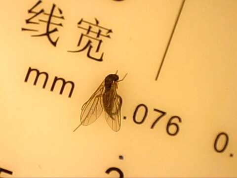 Image of Dark-winged fungus gnat