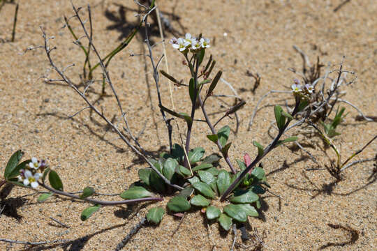 Image of rockcress