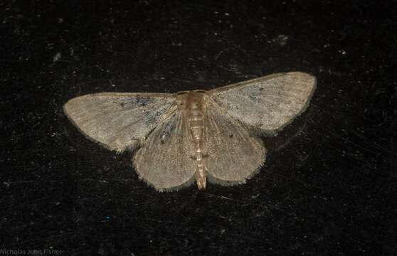 صورة Idaea pilosata Warren 1898