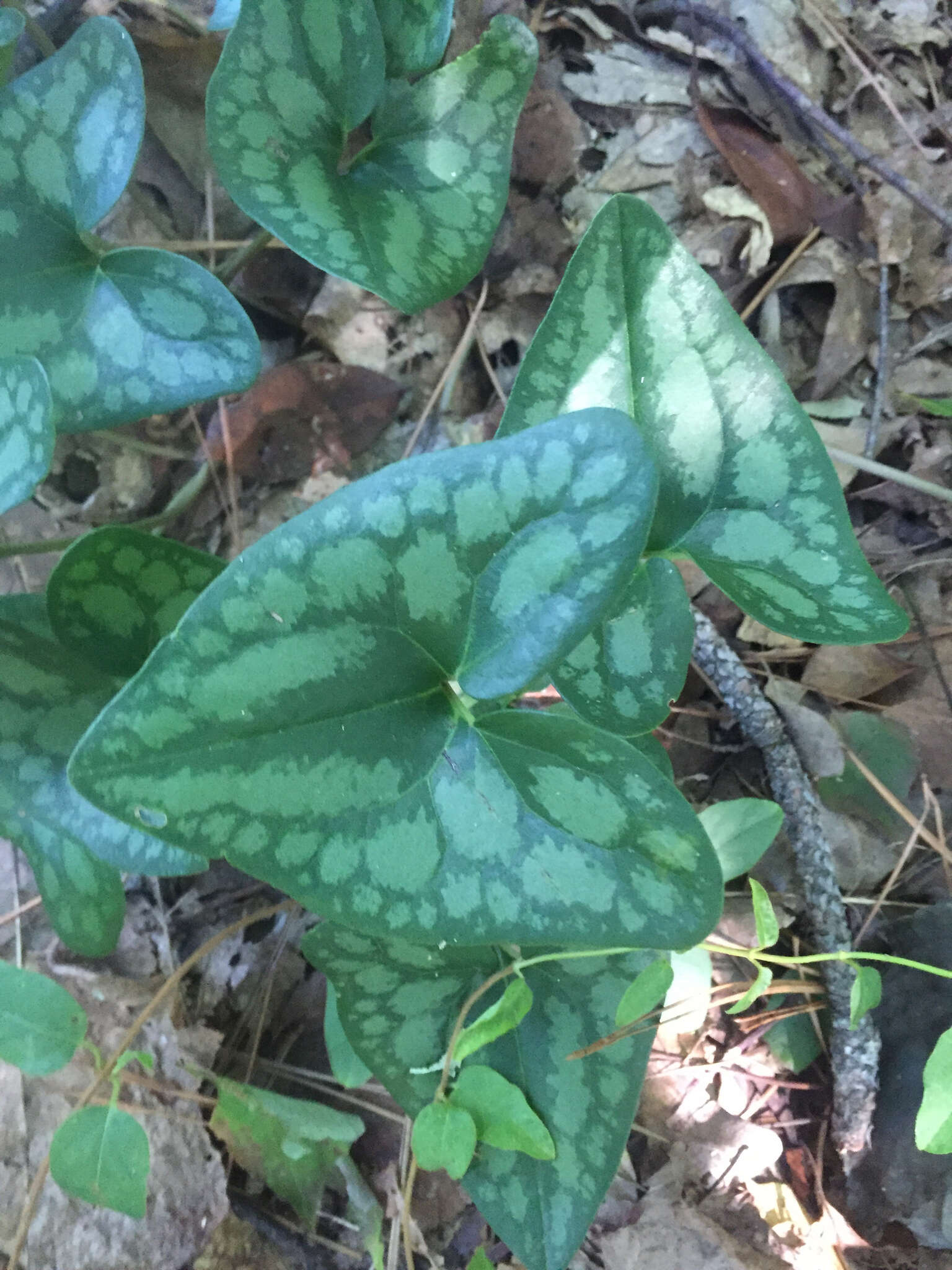 Image of Hexastylis arifolia var. arifolia