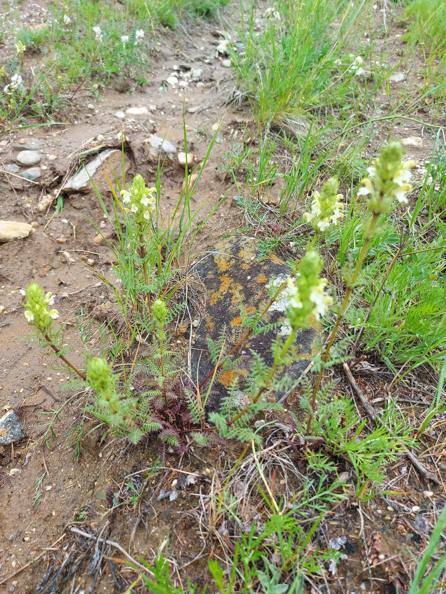 Image of Pedicularis myriophylla Pall.